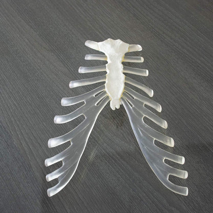 DISARTICULATED BONESET, Bilateral Disarticulated Human Skeleton Model, Bone Set for Medical Students