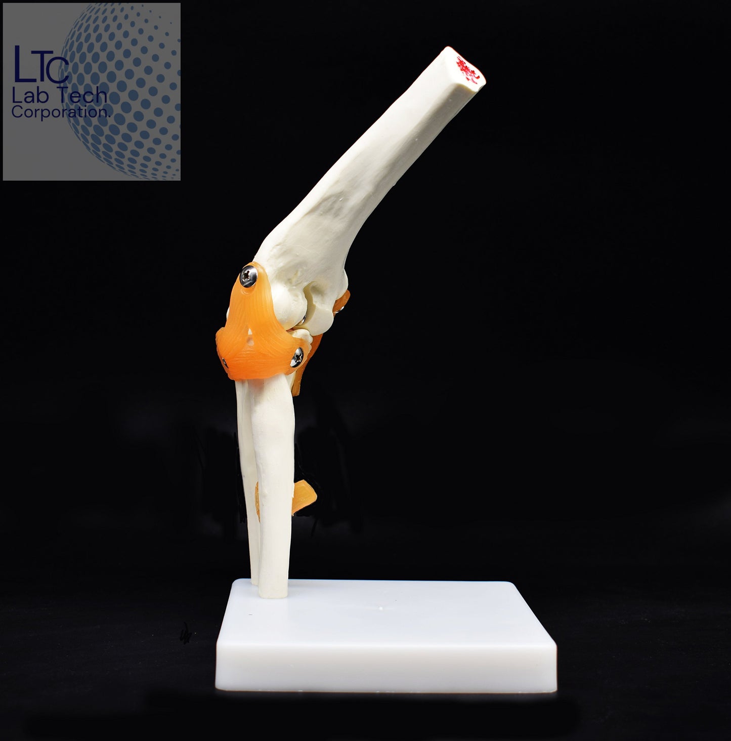 HUMAN ELBOW JOINT MODEL