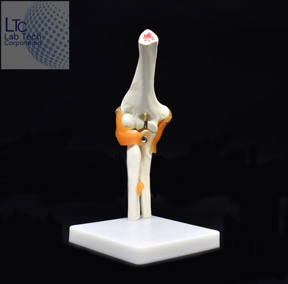 HUMAN ELBOW JOINT MODEL