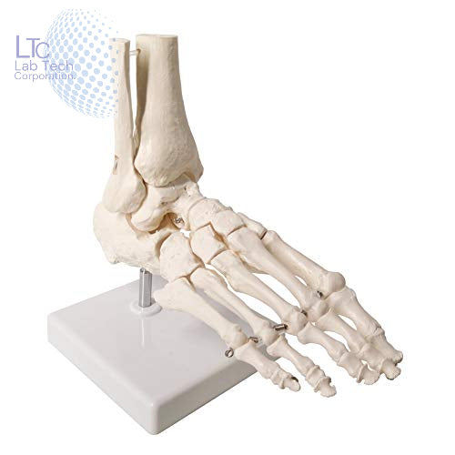 Human Foot Joint Model