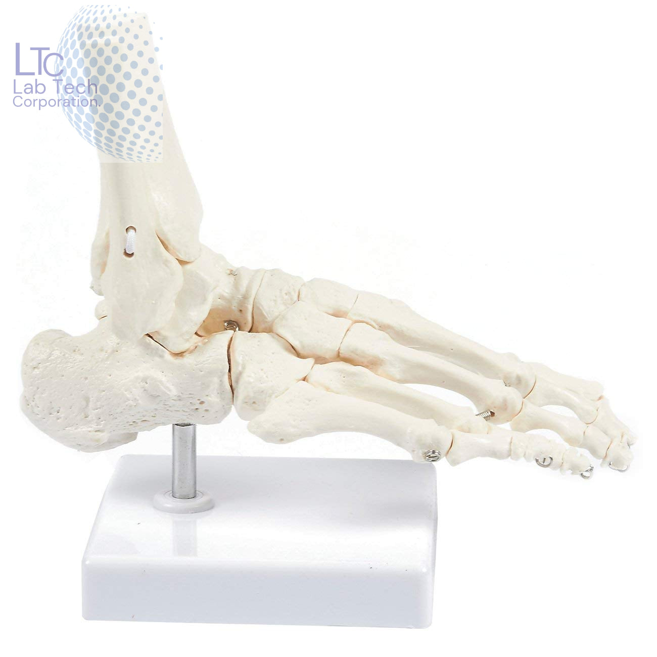 Human Foot Joint Model