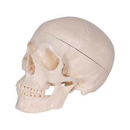 HUMAN SKULL MODEL IMPORTED