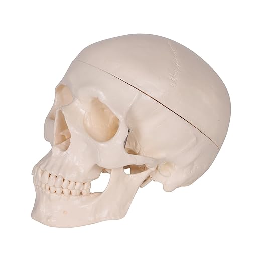 HUMAN SKULL MODEL IMPORTED