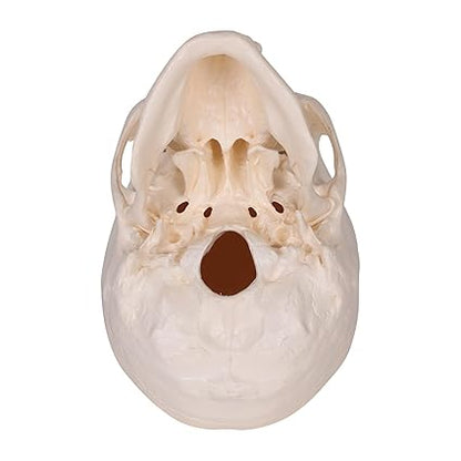 HUMAN SKULL MODEL IMPORTED
