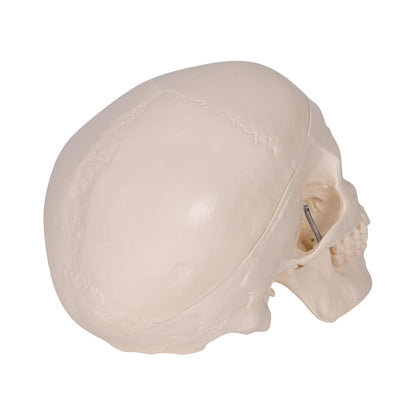 HUMAN SKULL MODEL IMPORTED