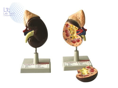 HUMAN KIDNEY MODEL