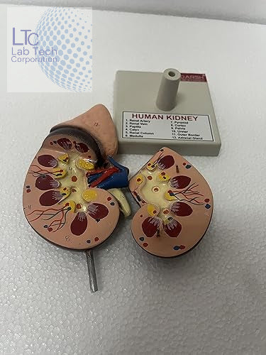 HUMAN KIDNEY MODEL