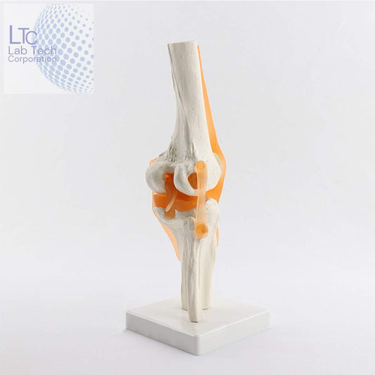 Skeletal Human KNEE Joint Model With Flexible Ligaments | Life size | Shows Major soft tissues, demonstrates all major moments | PVC