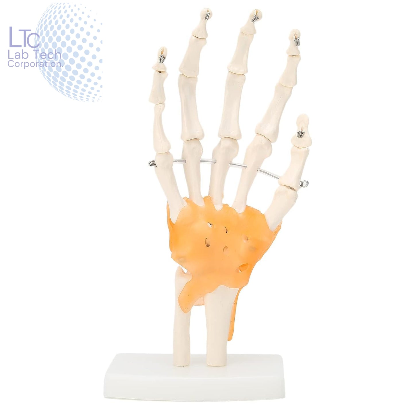 HUMAN WRIST JOINT MODEL