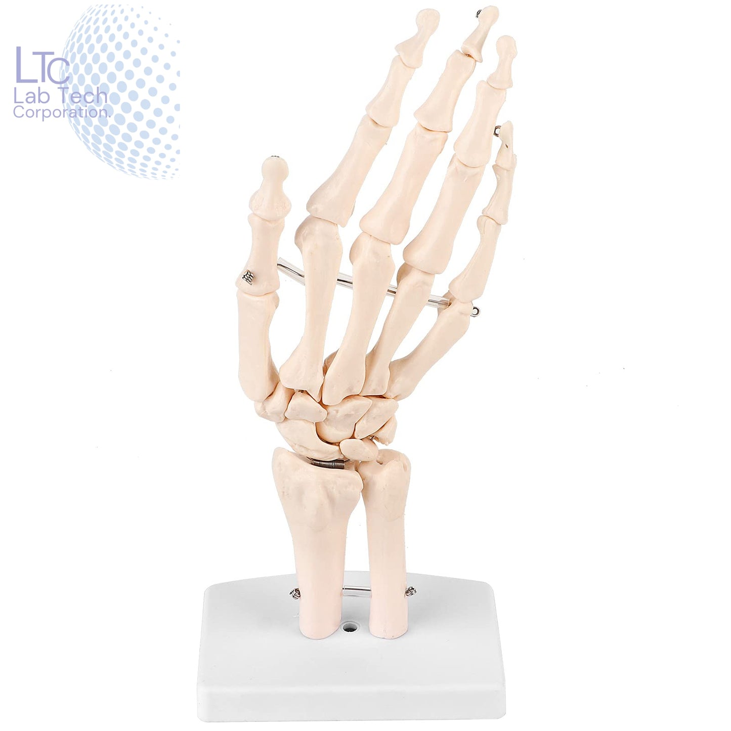 HUMAN WRIST JOINT MODEL